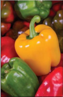 November's Harvest of the Month is Bell Peppers