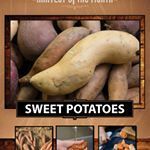 January 24th taste test - Harvest of the Month - Sweet Potato