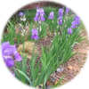 Small_1534195707-washflowerrs
